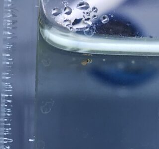 めだかの針子にブラインシュリンプ